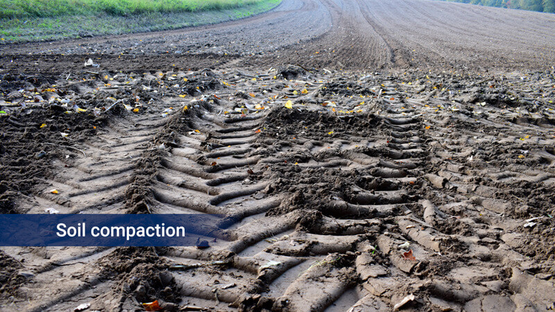 Limited soil uptake 2 - Soil compaction