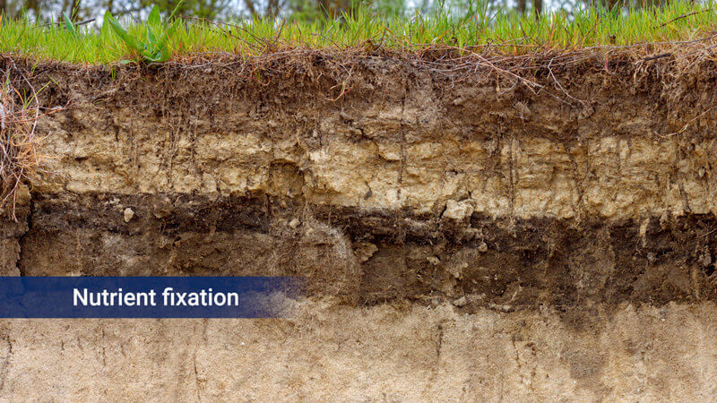 Limited soil uptake 5 - Nutrient fixation