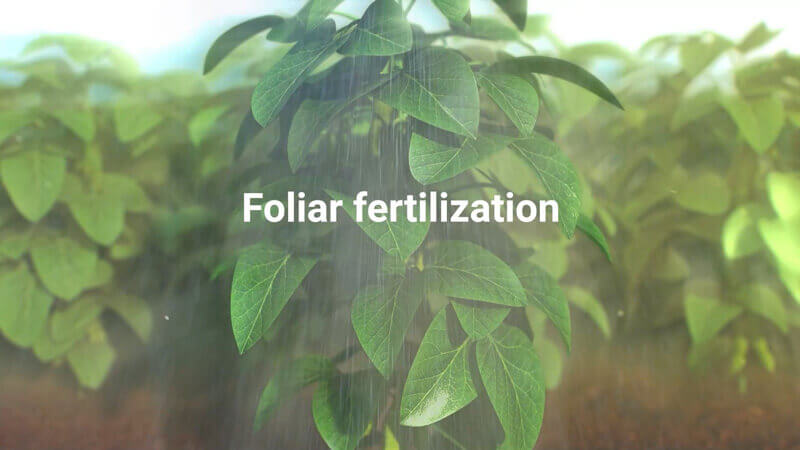 Plant with foliar fertilization spray