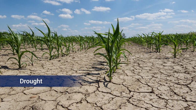 Limited soil uptake 1 - Drought